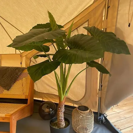 Alocasia ラグジュアリーテント